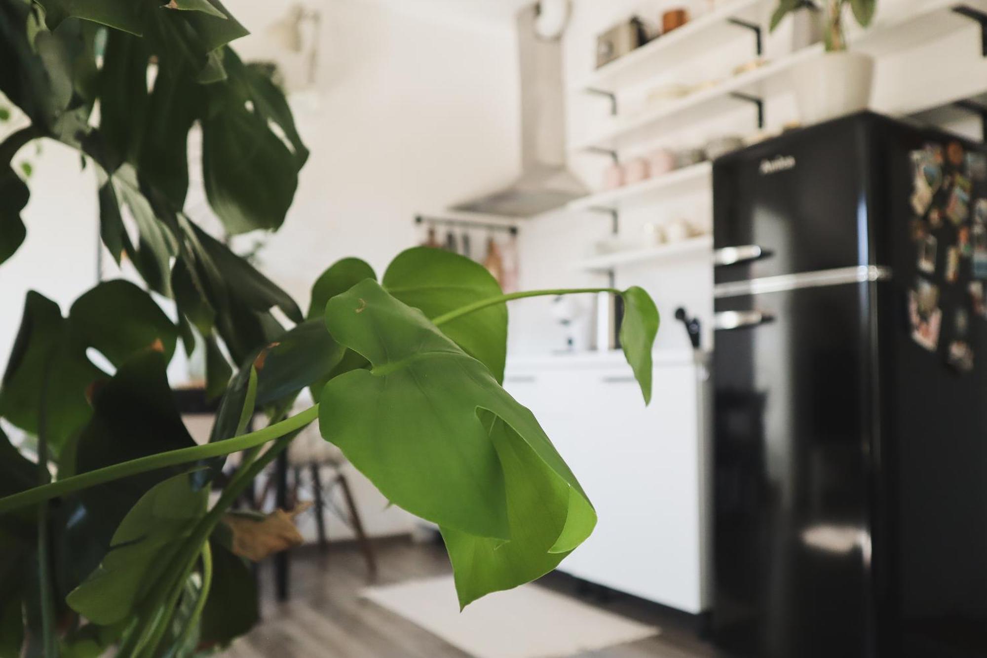 Urban Jungle Apartment - Free Parking Ljubljana Dış mekan fotoğraf